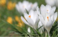 Pääsiäisen vieton juuret